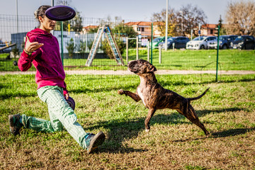 Bull terrier jumping during disc dog training with girl trainer