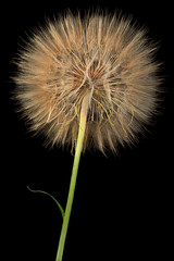 Fototapeta premium dandelion flower on black background