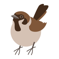 sparrow bird , vector illustration , flat style , front 
