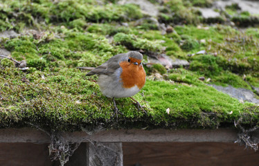Robin bird - European - Erithacus rubecula