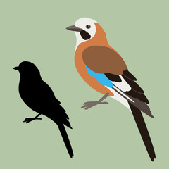 jay bird, vector illustration , flat style ,  silhouette