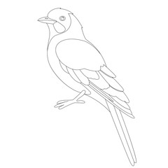 jay bird, vector illustration ,  lining draw, profile 