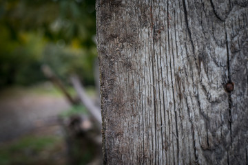 Cracked bark of the old tree overgrown with green moss in autumn forest. Selective focus. Azerbaijan