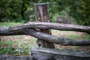 Natural hand made fence made of wooden tree brenches. Close up view of village fence with moss on wooden surface.