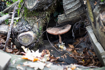 Old forest mushroom close-up.