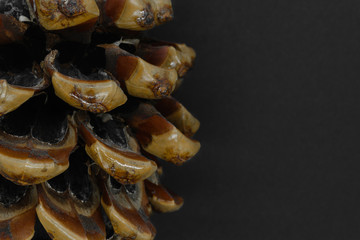 Big brown pine cone placed on black background with copy space