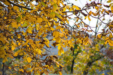 Forest trees in Autumn. Scenery with rays of warm light . Azerbaijan