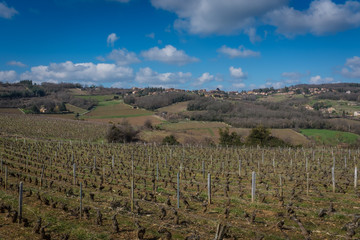 Vigne du beaujolais