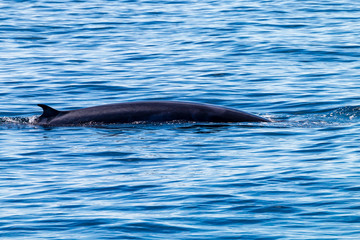 Obraz premium Brydes Whales breaching at Ko Bon island in Thailand's Similan Islands national park