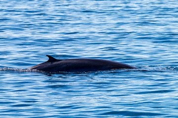 Fototapeta premium Brydes Whales breaching at Ko Bon island in Thailand's Similan Islands national park