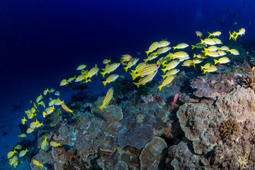 Fototapeta na wymiar Brightly colored tropical fish on a coral reef