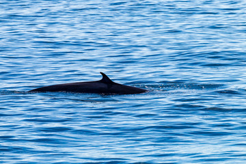 Obraz premium Brydes Whales breaching at Ko Bon island in Thailand's Similan Islands national park