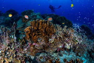Obraz na płótnie Canvas SCUBA divers exploring a large, tropical coral reef in Asia