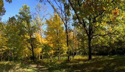 Fototapeta premium Trees in Sofiyivka Park in Uman, Ukraine