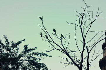 tree, branch, nature, sky, winter, white, silhouette, plant, black, snow, abstract, branches, bird, blue, cold, spring, isolated, dead, sunset, season, sun, flower, forest, outdoor, beautiful