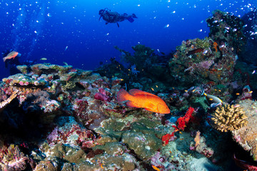 Fototapeta na wymiar SCUBA divers exploring a large, tropical coral reef in Asia