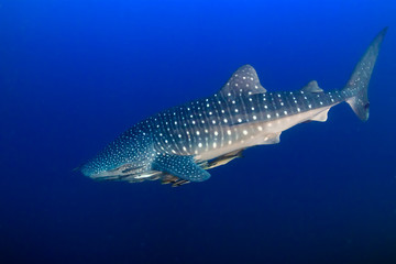 Naklejka premium A huge Whale Shark in a blue tropical ocean (Ko Bon, Thailand)
