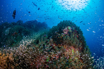 Naklejka na ściany i meble Tropical Coral Reef in Thailand