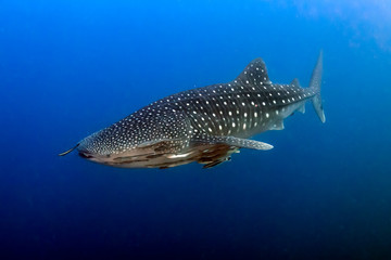 A huge Whale Shark in a blue tropical ocean (Ko Bon, Thailand)