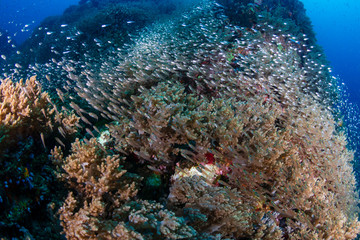 Fototapeta na wymiar Tropical fish swimming around a beautiful coral reef