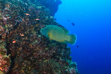 Naklejka na ściany i meble Large Napoleon Wrasse feeding on a tropical coral reef