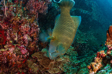 Large Napoleon Wrasse feeding on a tropical coral reef