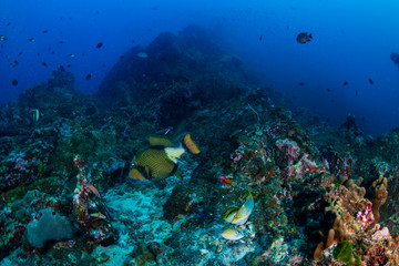 Naklejka na ściany i meble Large Titan Triggerfish feeding on a dark tropical coral reef