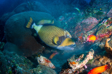 Naklejka na ściany i meble Large Titan Triggerfish feeding on a dark tropical coral reef