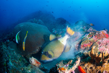 Fototapeta premium Large Titan Triggerfish feeding on a dark tropical coral reef