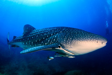 A huge Whale Shark in a blue tropical ocean (Ko Bon, Thailand)