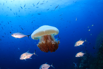 Large Jellyfish surrounded by Trevally in a blue, tropical ocean