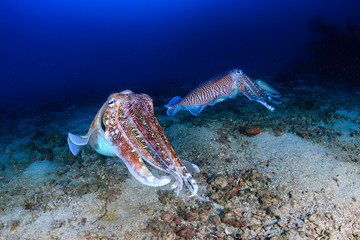 Beautiful Cuttlefish deep on a tropical coral reef (Richelieu Rock, Thailand)