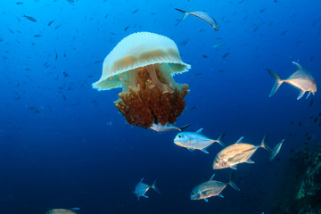 Fototapeta na wymiar Large Jellyfish surrounded by Trevally in a blue, tropical ocean