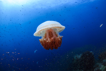 Large Jellyfish surrounded by Trevally in a blue, tropical ocean