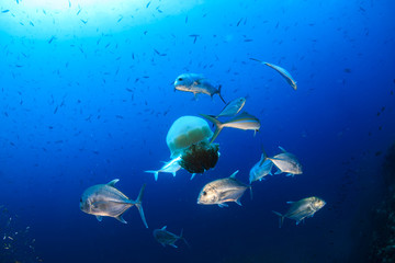 Large Jellyfish surrounded by Trevally in a blue, tropical ocean