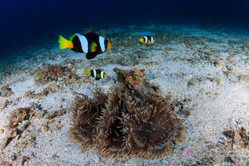 A family of curious Clownfish on a tropical coral reef