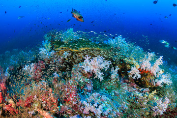 Naklejka na ściany i meble Tropical fish swimming around a beautiful coral reef