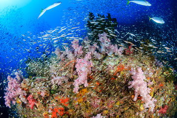 Naklejka na ściany i meble A beautful, colorful and healthy tropical coral reef (Richelieu Rock, Thailand)