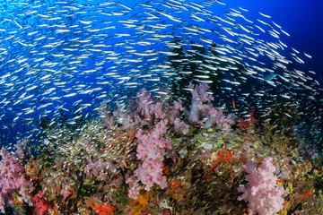 A beautful, colorful and healthy tropical coral reef (Richelieu Rock, Thailand)