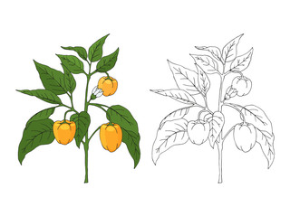 Hand drawn pepper bush. Black and white outline and color. Isolated image on white. Vector illustration.