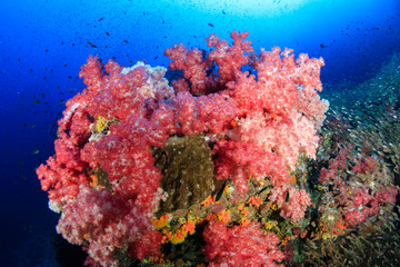 Fototapeta na wymiar A beautful, colorful and healthy tropical coral reef (Richelieu Rock, Thailand)