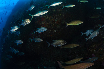 Fototapeta na wymiar Emperor and Trevally hunting on a tropical reef
