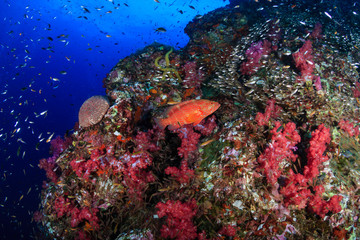 Colorful Coral Grouper swimming over a healthy tropical coral reef in Thailand