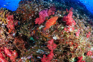 Naklejka na ściany i meble Colorful Coral Grouper swimming over a healthy tropical coral reef in Thailand