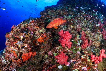 Fototapeta na wymiar Colorful Coral Grouper swimming over a healthy tropical coral reef in Thailand