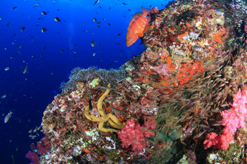 Naklejka na ściany i meble Colorful Coral Grouper swimming over a healthy tropical coral reef in Thailand