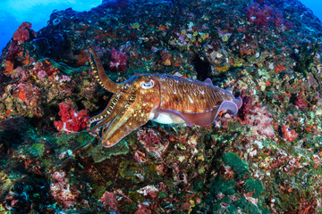 Female Cuttlefish laying eggs on a tropical coral reef