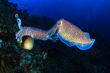 Pharaoh Cuttlefish mating and laying eggs on a tropical coral reef