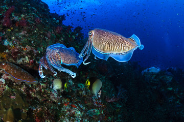 Fototapeta na wymiar Pharaoh Cuttlefish mating and laying eggs on a tropical coral reef