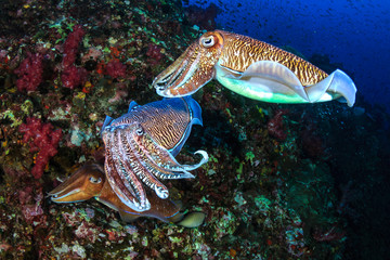 Pharaoh Cuttlefish mating and laying eggs on a tropical coral reef